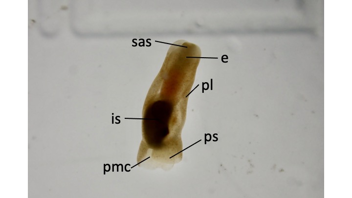 figure image